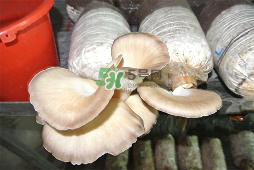 秀珍菇一畝地能種植多少包？秀珍菇如何出菇管理