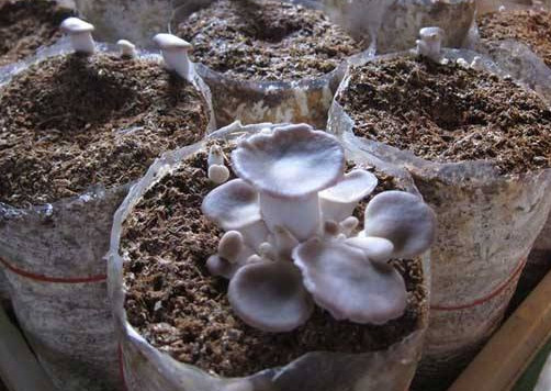 秀珍菇什么品種好？一萬(wàn)袋秀珍菇要多少成本