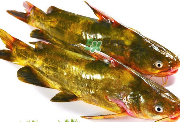 黃刺魚死了能吃嗎？黃刺魚不能與什么同食