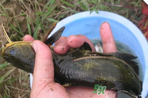 黃刺魚什么天氣好釣？黃刺魚釣魚最佳時(shí)間