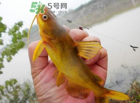 黃刺魚多少錢一斤？野生黃刺魚多少錢一斤
