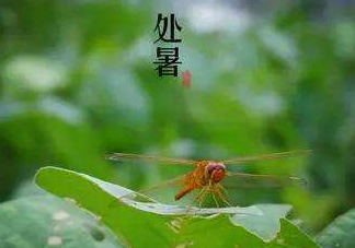 立秋為什么在處暑前？為什么立秋早過處暑？