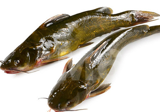 黃刺魚什么天氣好釣？黃刺魚釣魚最佳時間