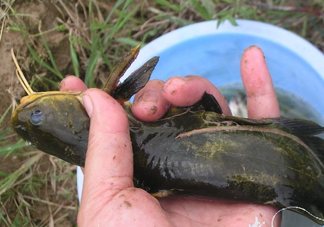 黃刺魚死了能吃嗎？黃刺魚不能與什么同食