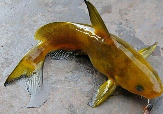 黃刺魚多少錢一斤？野生黃刺魚多少錢一斤