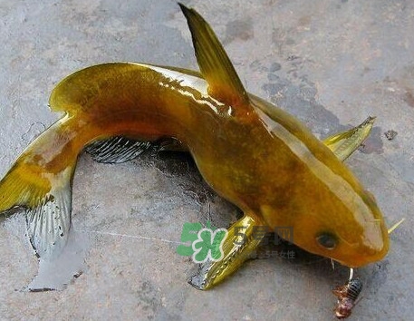 黃刺魚幾月份最好釣？黃刺魚怎么釣