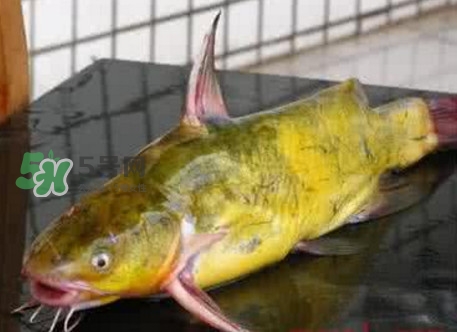 黃刺魚什么天氣好釣？黃刺魚釣魚最佳時(shí)間