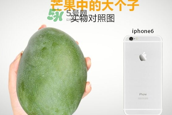 凱特芒果多少錢一斤？凱特芒果價格