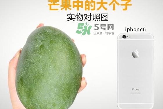 凱特芒果什么時(shí)候上市？凱特芒果上市時(shí)間