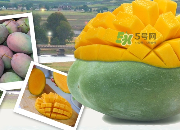 凱特芒果什么時(shí)候上市？凱特芒果上市時(shí)間