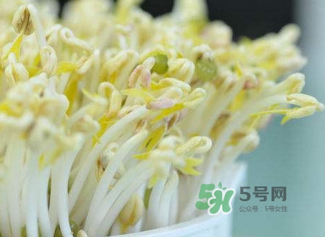 豆芽什么季節(jié)吃？豆芽什么時候有