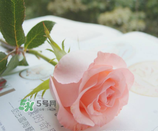 roseonly限量紅粉玫瑰多少錢？有幾朵？