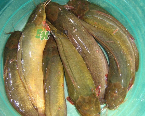 黃蜂魚怎么煮好吃？黃蜂魚燉湯孕婦可以喝嗎