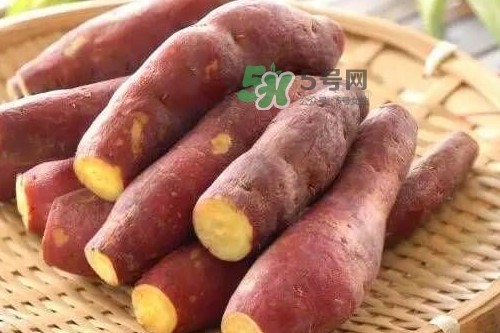 地瓜發(fā)芽能吃嗎？地瓜發(fā)芽了還可以吃嗎