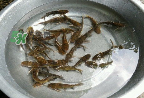 黃蜂魚(yú)怎么做好吃？黃蜂魚(yú)怎么釣