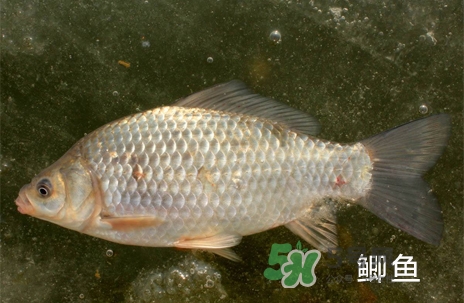 鰣魚和響魚是兩種魚嗎？鰣魚和鯽魚的區(qū)別