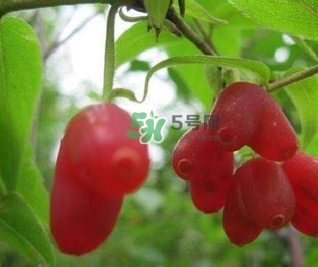 杈杷果能放時(shí)間長(zhǎng)嗎？杈杷果怎么保存？