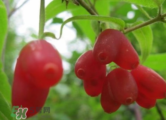 杈杷果能放時(shí)間長(zhǎng)嗎？杈杷果怎么保存？