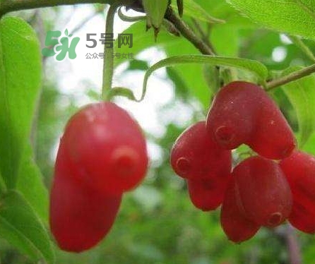 杈杷果多少錢一斤？杈杷果價格表