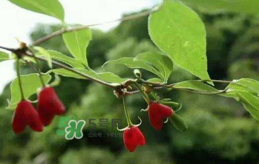 杈杷果怎么吃？杈杷果食用方法