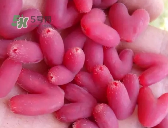 杈杷果怎么吃？杈杷果食用方法