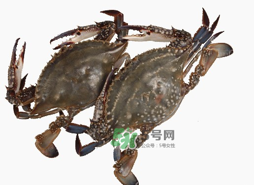 梭子蟹一只大概多重？梭子蟹一斤一般幾只？