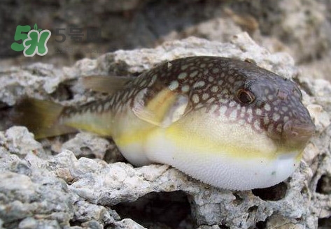 河鲀是淡水魚(yú)嗎？河鲀是哺乳動(dòng)物嗎