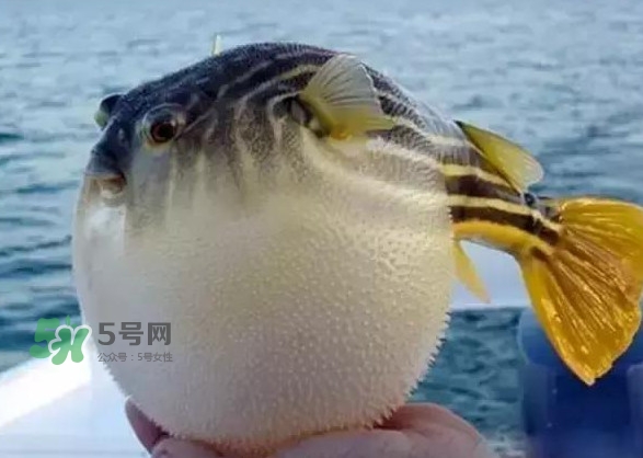 河鲀和大巴魚是一回事嗎？河鲀有哪些營養(yǎng)價值