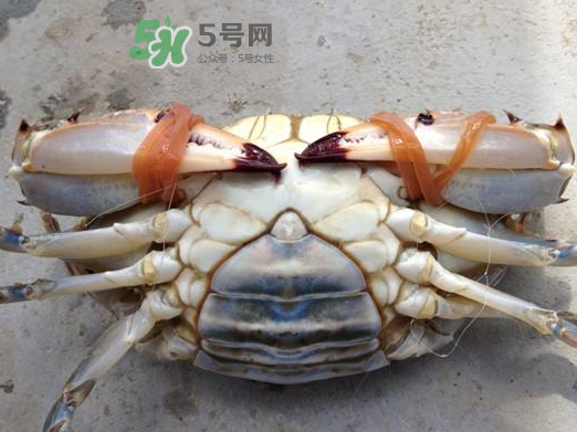 飛蟹可以冷凍嗎？飛蟹能冷凍保存嗎？