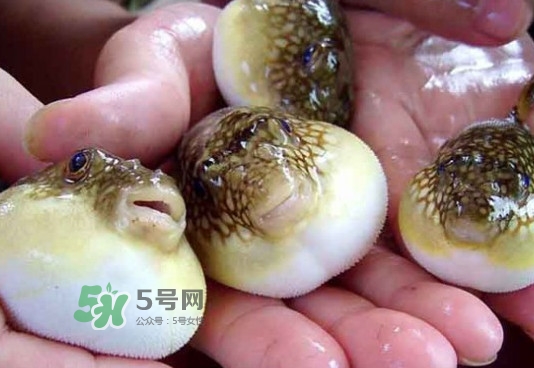 河豚哪里有毒？河豚毒素在哪