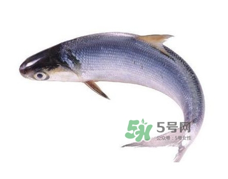 鰣魚怎么讀？鰣魚是什么魚