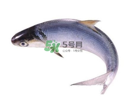 鰣魚刺多嗎？鰣魚可以養(yǎng)殖嗎