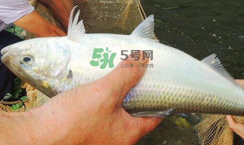 鰣魚的魚鱗能吃嗎？鰣魚為什么不去魚鱗