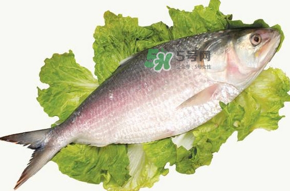 鰣魚孕婦能吃嗎？孕婦可以吃鰣魚嗎