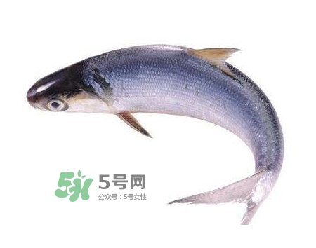 鰣魚和刀魚哪個(gè)貴？長(zhǎng)江三鮮哪個(gè)最貴