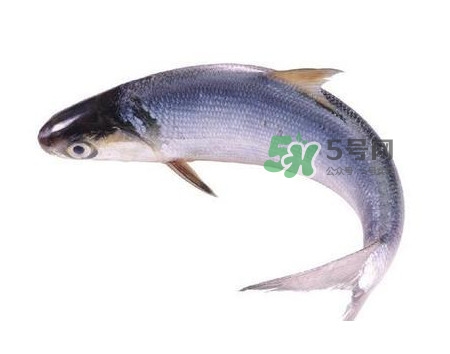 鰣魚什么時候最好吃？長江鰣魚什么上市