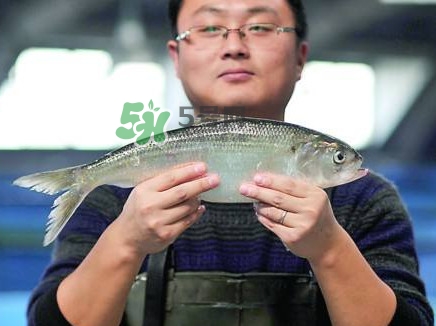 鰣魚(yú)與香魚(yú)怎么區(qū)分？鰣魚(yú)與香魚(yú)的區(qū)別
