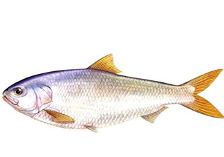 鰣魚刺多嗎？鰣魚可以養(yǎng)殖嗎