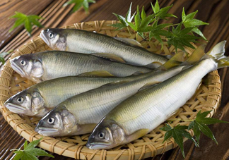 鰣魚與香魚怎么區(qū)分？鰣魚與香魚的區(qū)別