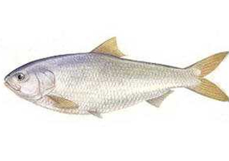 鰣魚和響魚是兩種魚嗎？鰣魚和鯽魚的區(qū)別