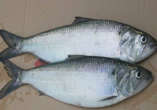 鰣魚什么時(shí)候最好吃？長江鰣魚什么上市