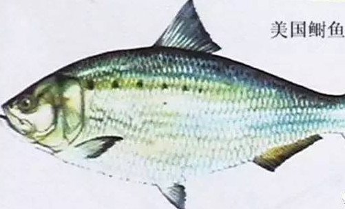 為什么吃清蒸海鰣魚都是半條？鰣魚有什么營養(yǎng)價(jià)值