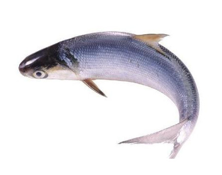 為什么吃清蒸海鰣魚都是半條？鰣魚有什么營養(yǎng)價(jià)值