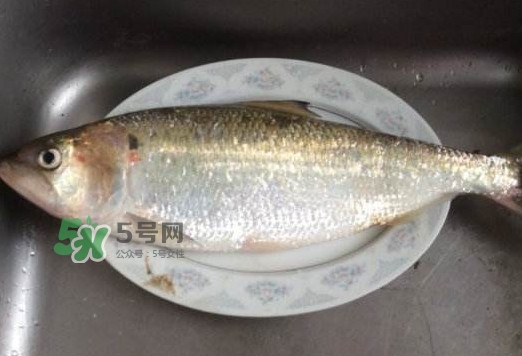 鰣魚怎么讀？鰣魚是什么魚