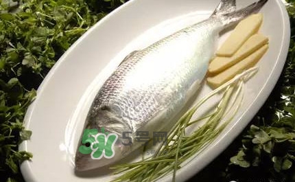 鰣魚的魚鱗能吃嗎？鰣魚為什么不去魚鱗