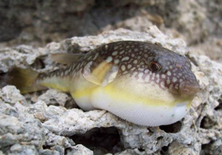 河鲀是淡水魚嗎？河鲀是哺乳動(dòng)物嗎