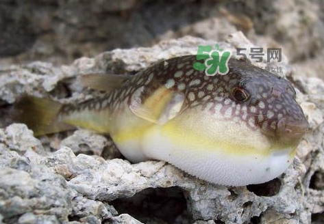 河豚究竟有多好吃？河豚最毒的部位是哪里