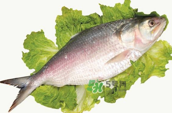 鰣魚什么時候最好吃？長江鰣魚什么上市