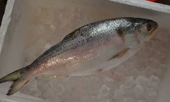 為什么吃清蒸海鰣魚都是半條？鰣魚有什么營養(yǎng)價(jià)值
