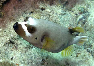 河豚魚是海鮮嗎？河豚魚是淡水魚嗎